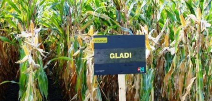Zdjęcie przedstawia tablicę z napisem GLADI na tle pola kukurydzy