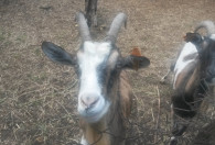 Zdjęcie przedstawia dwie kozy