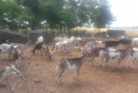 Zdjęcie przedstawia zagrodę ze zwierzetami, m.in. kozy