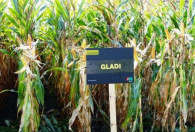 Zdjęcie przedstawia tablicę z napisem GLADI na tle pola kukurydzy