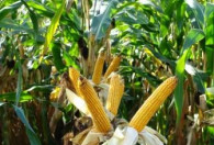 Zdjęcie przedstawia kolby kukurydzy na polu