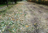 Zdjęcie przedstawia ścięte kolby na polu kukurydzy
